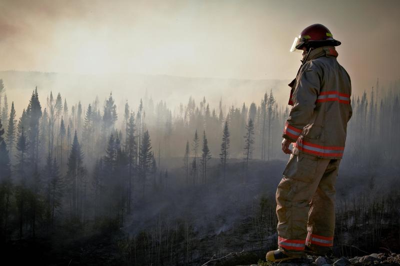 A firefighter surveys a forest after a wildfire 