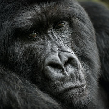 Close up of a Gorilla