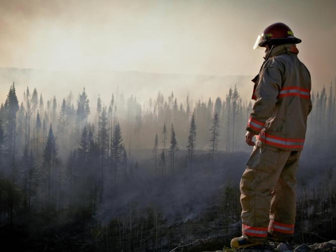 A firefighter surveys a forest after a wildfire 