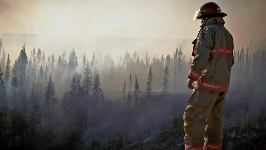 A firefighter surveys a forest after a wildfire 