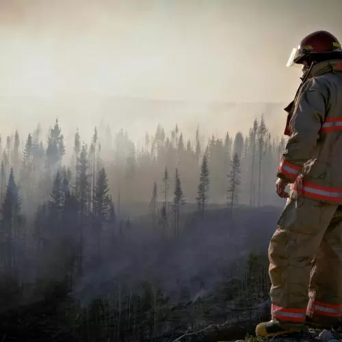 A firefighter surveys a forest after a wildfire 
